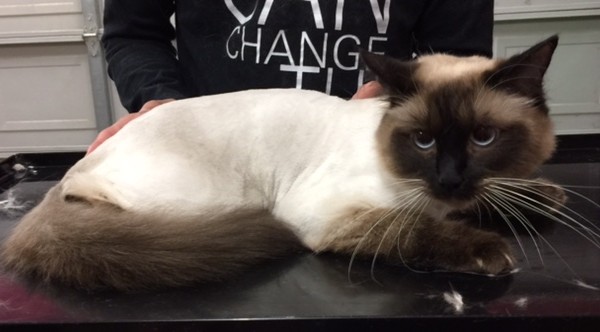 Tofu is a Ragdoll.