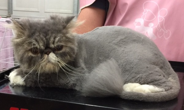 Dimmy is a Persian.