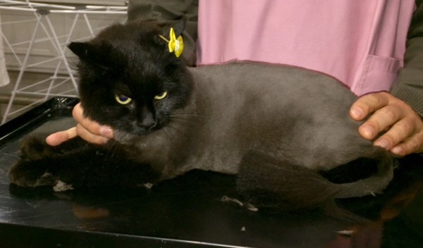 Ava is a medium to Long hair domestic.