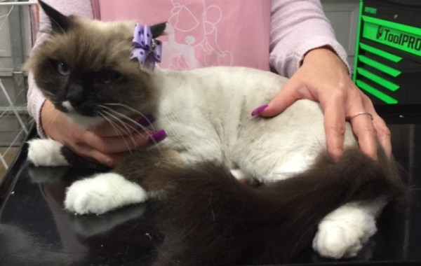 Lola is a Ragdoll.