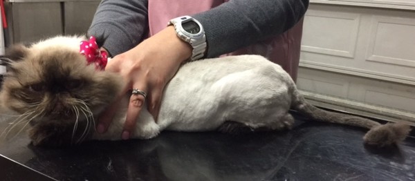 Sasha is a Persian.