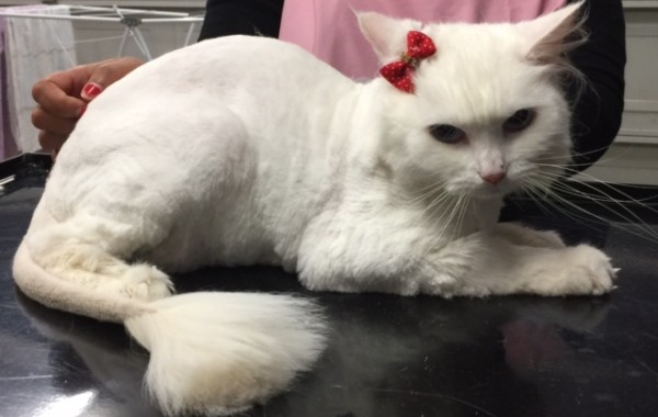 Peppa is a Long hair domestic.