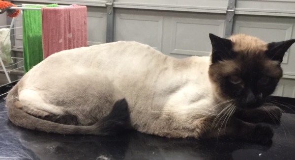 Bailey is a 17 yr old Siamese.