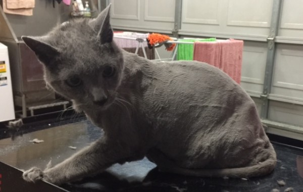 Morgan is a 17 yr old Russian Blue.