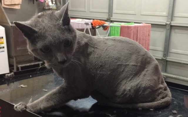 Morgan is a 17 yr old Russian Blue.