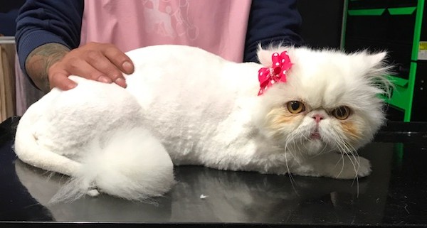 Mia is a Persian.