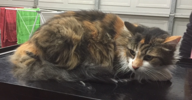 Trixie is an 18 yr old long hair domestic.