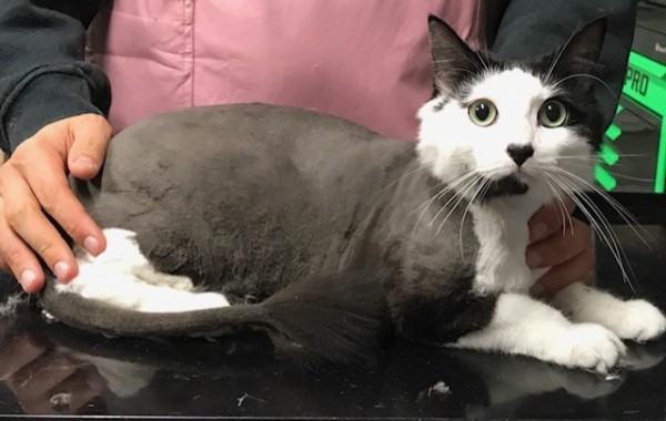 Rocky is a Medium hair domestic.