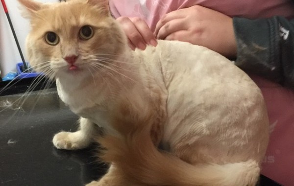 Monty is a Long hair domestic.