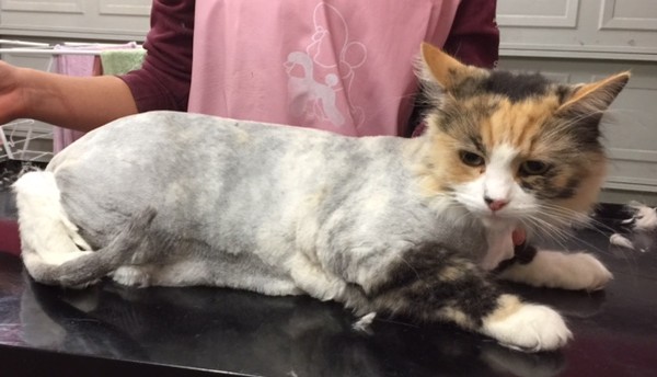 Bella is a Long hair domestic.