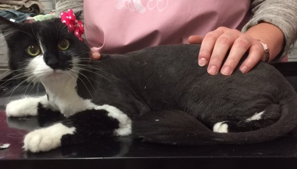 Lemmy is a Long hair domestic.