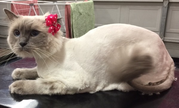 Smudge is a Ragdoll.