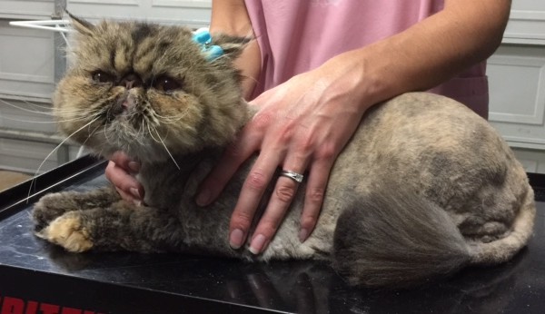 Pipi is a Persian.