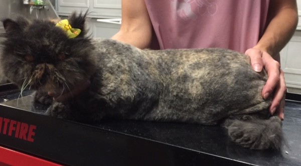 Lola is a Persian.