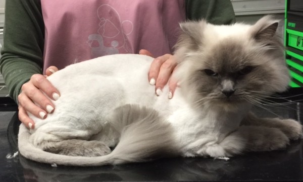Ezra is a Ragdoll.