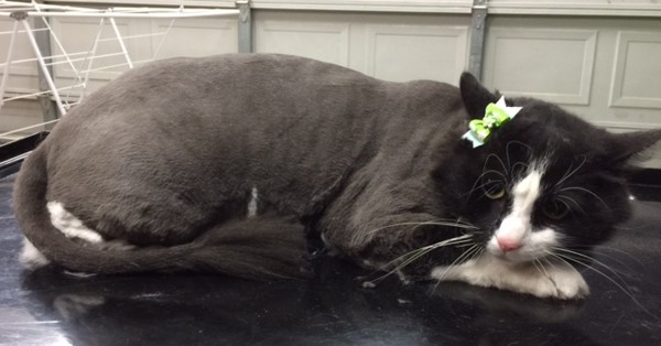 Tangyuan is a Medium/Long hair domestic.