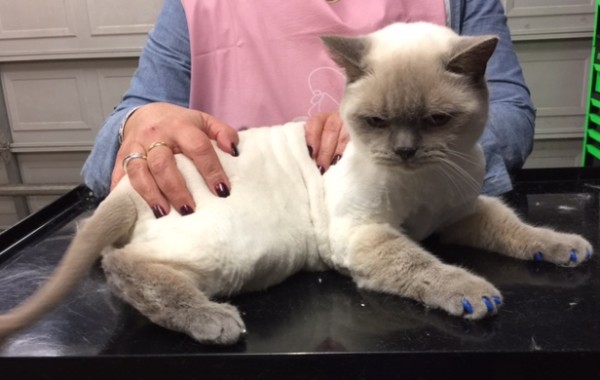 Boris is a British short hair.