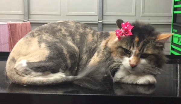 Trixie is an 18 yr old long hair domestic.