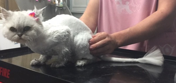 Pepper is a Chinchilla Persian.