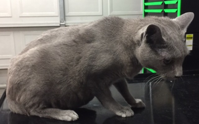 Morgan is a 17 yr old Russian Blue.