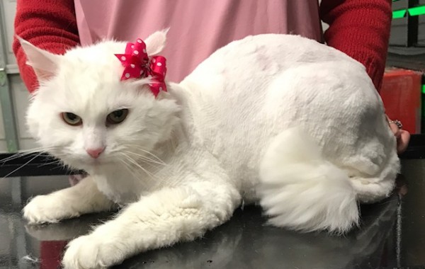 Sookie is a Medium Hair Domestic.