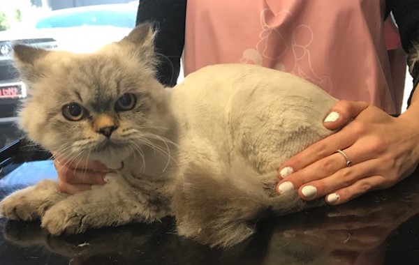 Louis is a Ragdoll x Persian.