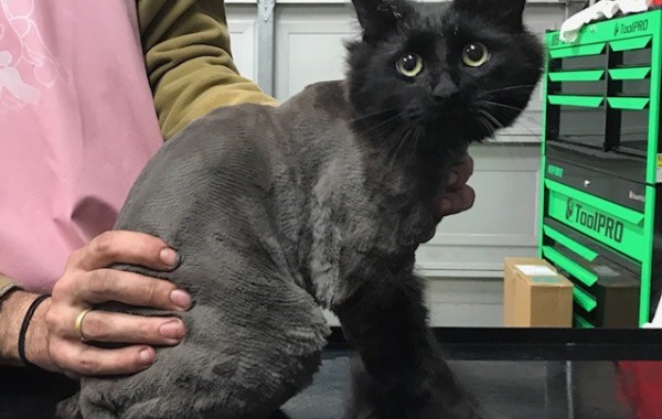 Mordy is a Medium to Long Hair Domestic.