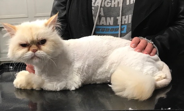 Grumpy is a Persian.