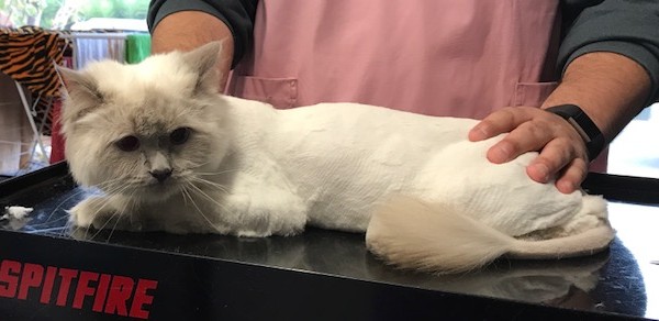 Kiahra is a Ragdoll.