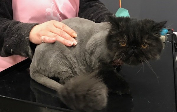 Rocco is a Persian