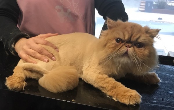 Ninji is a Persian.