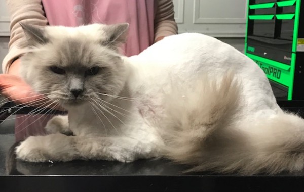 Milton is a Ragdoll.