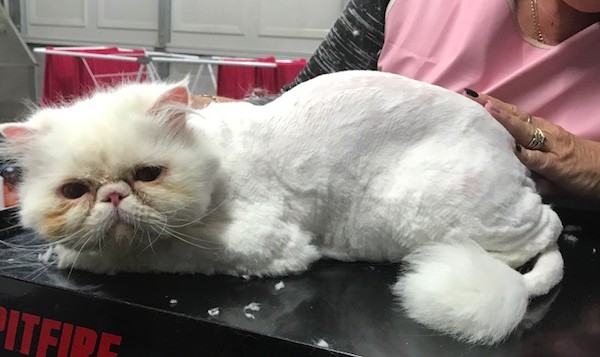 Frosty is a Persian