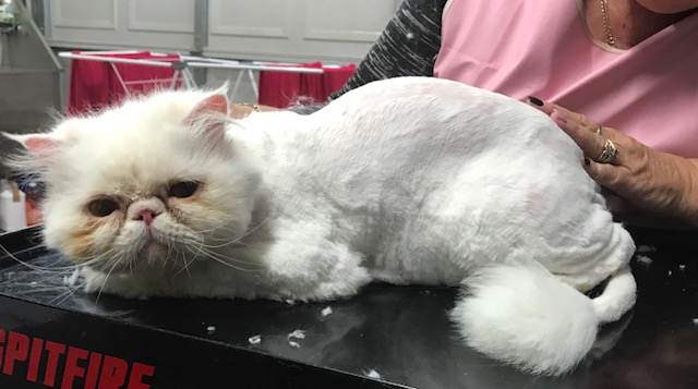 Frosty is a Persian