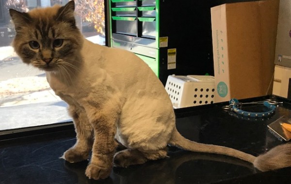 Henry is a Ragdoll.