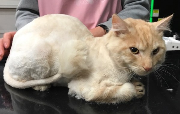 Alfie is a Medium to long hair domestic.