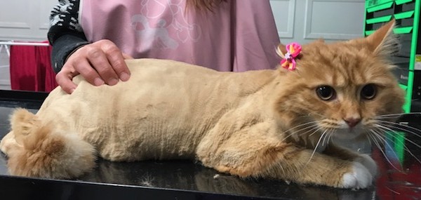 River is a long hair domestic.