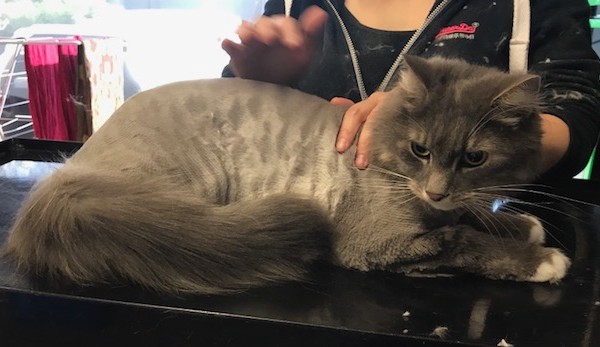 Rongkus is a medium hair domestic