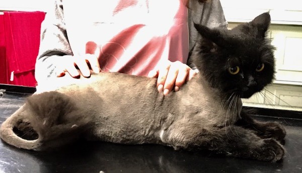Moochie is a Persian