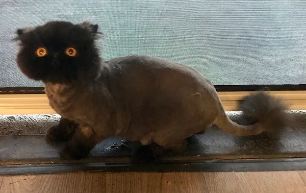 Dozer is a Persian.
