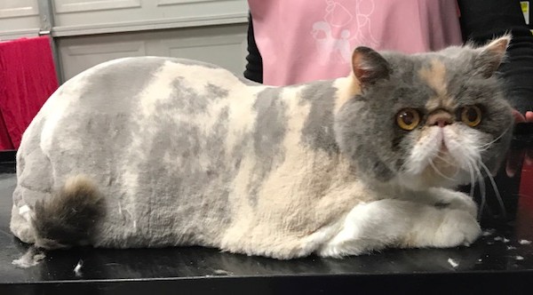 Nooshi is an Exotic Persian.