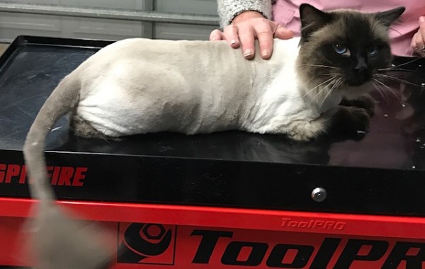 Jasper is a Ragdoll