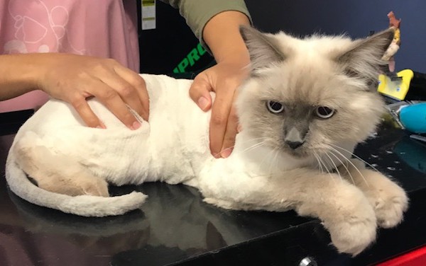 Raja is a Ragdoll