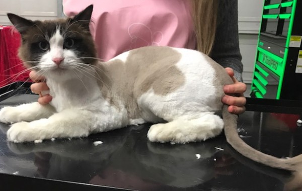 Max is a Ragdoll