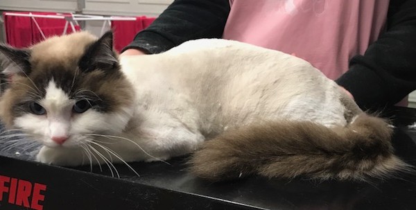 Oreo is a Ragdoll