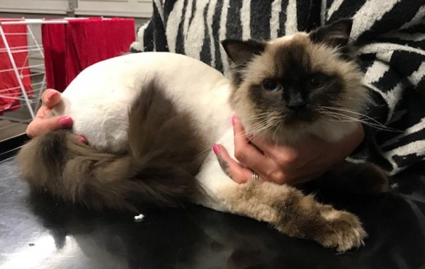 Pablo is a Ragdoll.