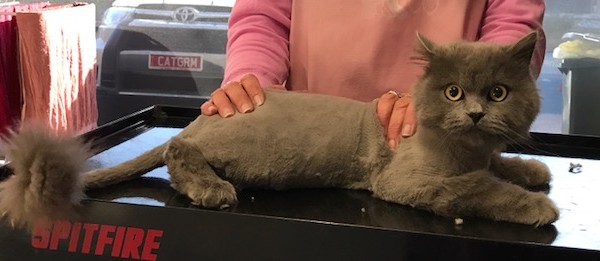 Jazzy is a British short hair x Ragdoll.
