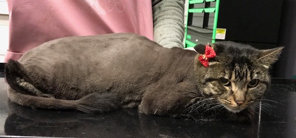 Rizzo is a Short Hair Domestic.