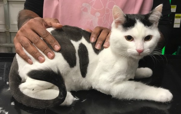 Alvin is a Short Hair Domestic