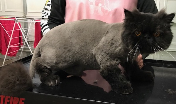 Bagheera is a Persian.
